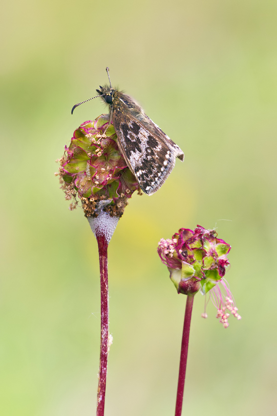 Dingy Skipper 4